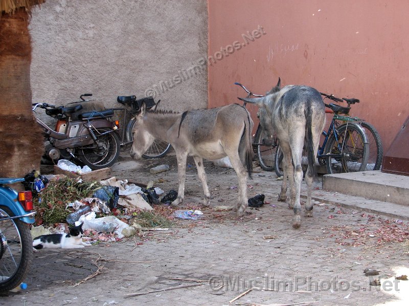 Donkeys near the market place