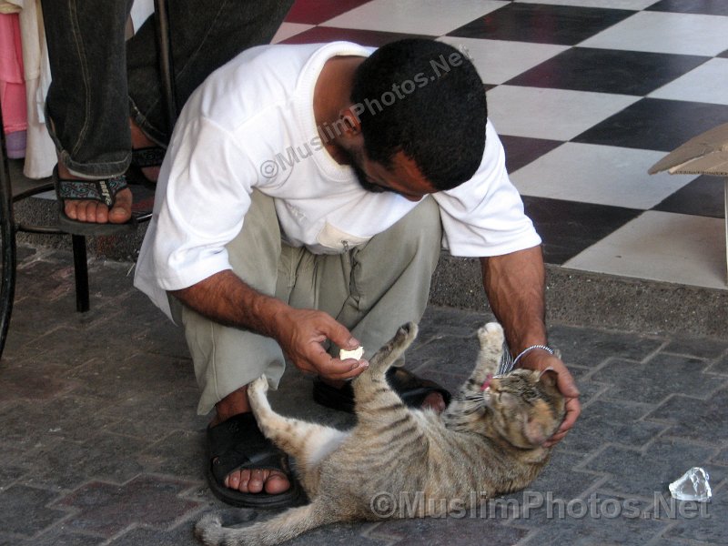 Man trying to feed a cat