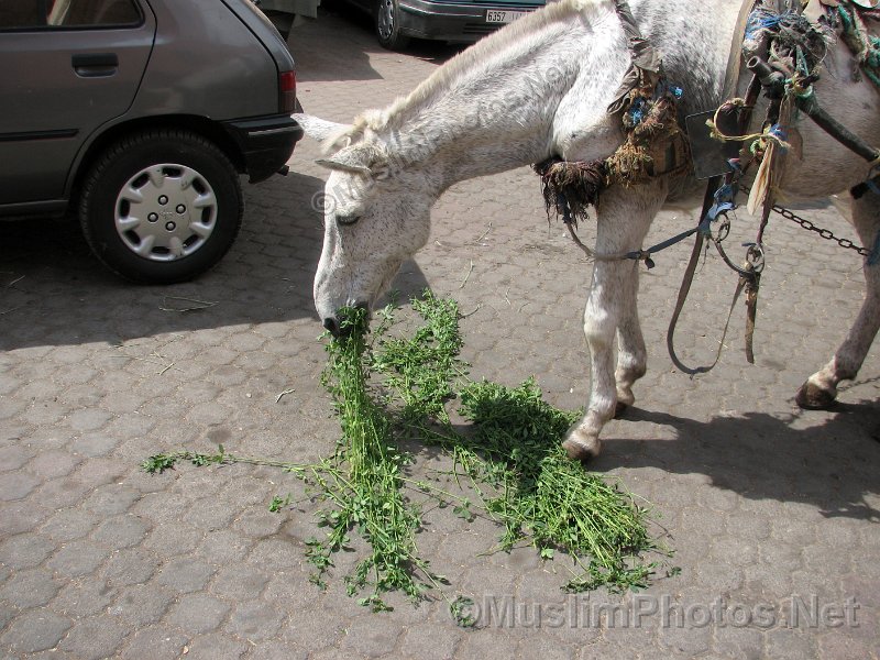 Horse eating food