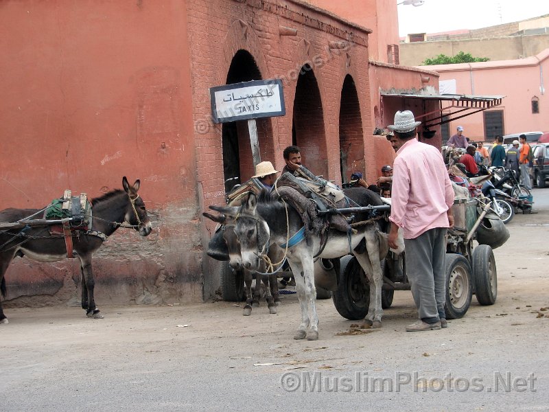 Donkey taxis