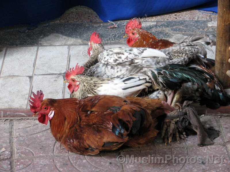 Hens waiting to be slaugthered