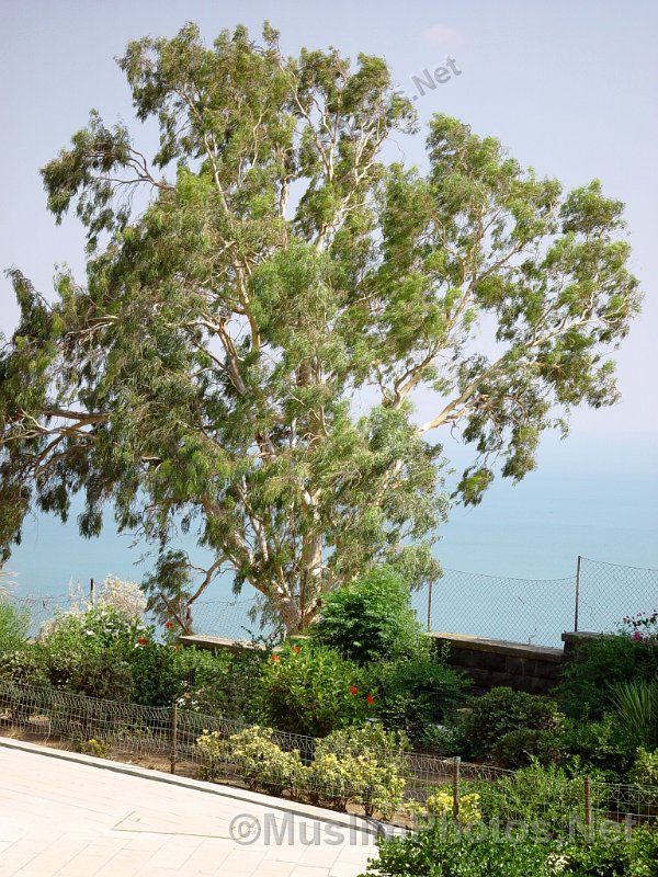 View from mount of the Beatitudes with the Sea of Galilee in the background